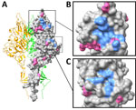 Locations of amino acid substitutions in swine-origin influenza D virus HEF protein structure, for high prevalence of influenza D virus infection in swine, Northern Ireland. A) Homology model of D/bovine/Northern_Ireland/24280/2017 hemagglutinin-esterase fusion protein generated with Swiss-Model (https://swissmodel.expasy.org) by using the structure of D/swine/Oklahoma/1334/2011 (https://doi.org/10.2210/pdb5e64/pdb) as a template. B) Close-up of receptor-binding site. C) Close-up of esterase. Homology model was annotated in ChimeraX version 1.8 (https://www.cgl.ucsf.edu/chimerax). Pink indicates receptor-binding site (F127, T171, A172, S173, W185, F229, Y231, T239, F240, V273, V275, F297) and esterase (S57, G85, N117, R326, D356, H359) residues. Pink indicates residues substituted in swine-origin isolates.
