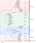 Phylogenetic analysis of Orientia tsutsugamushi based on partial 56-kDa type-specific antigen gene sequences from a study of dual-genotype O. tsutsugamushi infections, Hainan Island, China, 2023. Phylogenetic tree was constructed using partial gene sequences from whole blood samples of 3 patients with scrub typhus (red asterisks) and reference sequences representing dominant genotypes retrieved from GenBank (accession numbers indicated). We performed the analysis with MEGA X software (https://www.megasoftware.net) using the maximum-likelihood method and 1,000 bootstrap replicates. Color shading and vertical bars at right indicate genotypes. 