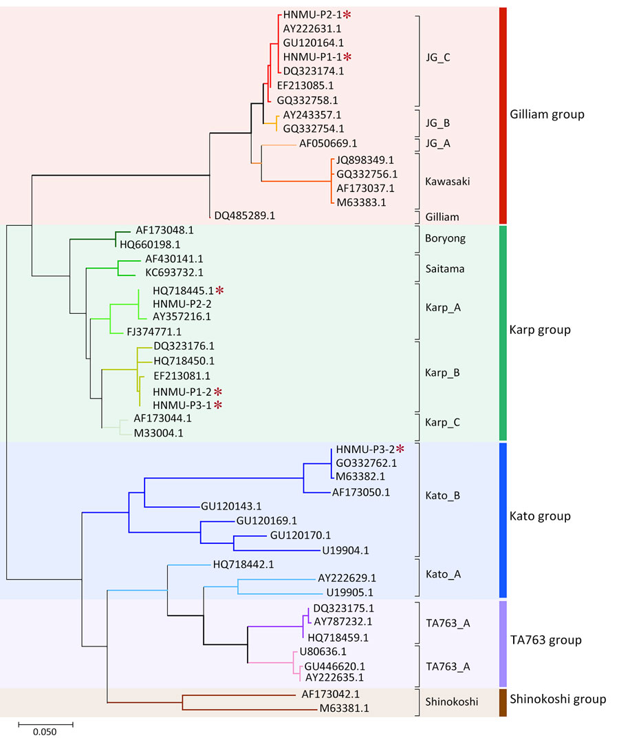 Phylogenetic analysis of Orientia tsutsugamushi based on partial 56-kDa type-specific antigen gene sequences from a study of dual-genotype O. tsutsugamushi infections, Hainan Island, China, 2023. Phylogenetic tree was constructed using partial gene sequences from whole blood samples of 3 patients with scrub typhus (red asterisks) and reference sequences representing dominant genotypes retrieved from GenBank (accession numbers indicated). We performed the analysis with MEGA X software (https://www.megasoftware.net) using the maximum-likelihood method and 1,000 bootstrap replicates. Color shading and vertical bars at right indicate genotypes.