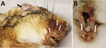 European brown hare (Lepus europaeus) with myxomatosis caused by a hare-adapted natural recombinant myxoma virus during a 2024 outbreak in the border area of the Netherlands and Germany. A) Conjunctivitis (black arrow) and nodular skin proliferations at the lips and nose (white arrows). B) Inflammatory swelling of male genital mucous membranes with ulcerations (white arrows). 