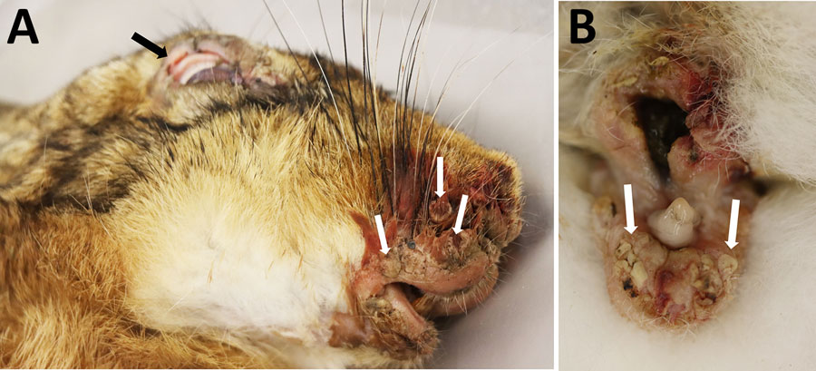 European brown hare (Lepus europaeus) with myxomatosis caused by a hare-adapted natural recombinant myxoma virus during a 2024 outbreak in the border area of the Netherlands and Germany. A) Conjunctivitis (black arrow) and nodular skin proliferations at the lips and nose (white arrows). B) Inflammatory swelling of male genital mucous membranes with ulcerations (white arrows).