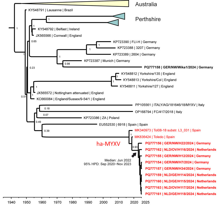 Time-based phylogeny of MYXV from a 2024 outbreak in European brown hares (Lepus europaeus) in the border area of the Netherlands and Germany and reference sequences. Ten full-length MYXV sequences from the outbreak were aligned to 114 available full-length MYXV reference genome sequences from GenBank and used for time-based phylogenetic analyses with BEAST version 1.10.4 (https://github.com/beast-dev/beast-mcmc/releases/tag/v1.10.4). Red indicates isolates belonging to ha-MYXV; bold text indicates sequences from this study. Branch labels represent statistical support values; values closer to 1 indicate stronger support. GenBank accession numbers are shown. ha-MYXV, hare-adapted natural recombinant MYXV; HPD, highest posterior density; MYXV, myxoma virus.