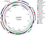 Annotated map of plasmid pCROB1 from study of an outbreak of ceftriaxone-resistant Salmonella enterica serovar Typhi, Bangladesh, 2024. pCROB1 harbors the blaCTX-M-15 gene and includes an intact phage element, as annotated using PHASTEST (12). Tracks around the plasmid map highlight GC content and predicted ORFs. GC, guanine and cytosine nucleotides; OFR, open reading frame.