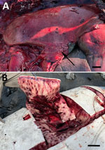 Gross examination of a beluga whale infected with Francisella tularensis subspecies holarctica, Cook Inlet, Alaska, USA. A) Lung and enlarged mediastinal lymph node (arrow). Scale bar = 6 cm. B) Ecchymoses in the blubber, showing extensive positive staining primarily in areas of inflammation. Scale bar = 5 cm.