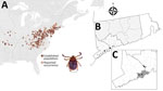 Maps showing range and locations of ticks in a study of Ehrlichia chaffeensis DNA in Haemaphysalis longicornis ticks, Connecticut, USA. A) Map of eastern United States showing states with established populations or reported occurrence of H. longicornis. B) For comparison, map of Connecticut showing locations (dots) where residents reported removing H. longicornis ticks that they submitted to the Connecticut Agricultural Experiment Station Tick Testing Laboratory. This area overlaps with area in which E. chaffeensis–positive H. longicornis ticks were collected for this study (C); dot size indicates number of ticks collected per area, either 1, 2–5, or >5 ticks. C) Map of southwestern part of the state showing areas of known established H. longicornis tick populations (shaded in gray), location of tick specimen found to be positive for E. chaffeensis (asterisk), and location of specimens found to be positive for Borrelia burgdorferi (triangles). Inset shows adult female H. longicornis tick; scale bar indicates 1 mm.