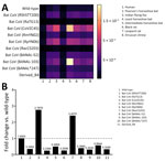 Binding efficiency and fold change of SARS-CoV-1–like virus viruses in Rhinolophidae bats, Bandarban Region, Bangladesh. A) Heatmap depicting binding efficiency of receptor binding domain (RBD) sequences from B4 and regional bridging hosts. The map shows that derived B4 RBD has low-to-moderate binding efficiency to angiotensin converting enzyme 2 (ACE2) sequences from regional bridging hosts. B) Fold change of coronavirus RBDs including derived B4 to human ACE2, relative to wild-type virus (horizontal dotted line). B4, samples from bat 4; CoV, coronavirus.