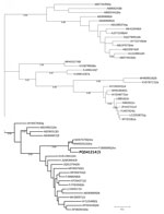 Phylogenetic tree of the RNA-dependent RNA polymerase sequence of rabbit hepatitis E virus (HEV), Ukraine, 2024. Bold indicates the HEV sequence identified in this study. The tree was inferred using MEGA X software (https://www.megasoftware.net) with the Kimura 2-parameter substitution model and visualized using the Interactive Tree of Life (https://itol.embl.de). The tree includes 51 HEV nucleotide sequences, with reference sequences retrieved from GenBank, displayed with their accession number, genotype, and subgenotype. The tree is structured into distinct clusters corresponding to different HEV genotypes and subgenotypes; the detected sequence groups within the HEV-3ra cluster. This placement indicates its close relationship to previously reported rabbit HEV sequences. Sequence analysis confirmed the genome identity as HEV. The ORF2 fragment (GenBank accession no. PQ541216) showed identity with 2 human sequences from Switzerland: 92.04% identity with GenBank accession no. OX044324 and 91.72% with GenBank accession no. OV844765. One ORF1 fragment (GenBank accession no. PQ541214) showed identity with rabbit sequences from Australia: 91.42% with GenBank accession no. MW002522 and 90.99% with GenBank accession no. MZ676756. Scale bar indicates nucleotide substitutions per site.