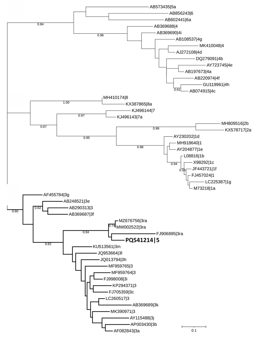 Phylogenetic tree of the RNA-dependent RNA polymerase sequence of rabbit hepatitis E virus (HEV), Ukraine, 2024. Bold indicates the HEV sequence identified in this study. The tree was inferred using MEGA X software (https://www.megasoftware.net) with the Kimura 2-parameter substitution model and visualized using the Interactive Tree of Life (https://itol.embl.de). The tree includes 51 HEV nucleotide sequences, with reference sequences retrieved from GenBank, displayed with their accession number, genotype, and subgenotype. The tree is structured into distinct clusters corresponding to different HEV genotypes and subgenotypes; the detected sequence groups within the HEV-3ra cluster. This placement indicates its close relationship to previously reported rabbit HEV sequences. Sequence analysis confirmed the genome identity as HEV. The ORF2 fragment (GenBank accession no. PQ541216) showed identity with 2 human sequences from Switzerland: 92.04% identity with GenBank accession no. OX044324 and 91.72% with GenBank accession no. OV844765. One ORF1 fragment (GenBank accession no. PQ541214) showed identity with rabbit sequences from Australia: 91.42% with GenBank accession no. MW002522 and 90.99% with GenBank accession no. MZ676756. Scale bar indicates nucleotide substitutions per site.