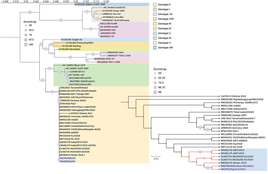 Phylogenetic tree generated from complete genome analysis of ASFV isolated from wild boar and domestic pig, India, 2021. The maximum-likelihood tree was MAFFT aligned (https://mafft.cbrc.jp/alignment/software) by using a general time-reversible plus gamma model in RAxMLGUI version 2.0 (https://sourceforge.net/projects/raxmlgui) and shows the relationship between ASFVs from India and other ASFVs including p72 genotype II. Enlarged area at bottom right shows detail of isolates from this study (bold text) and close reference sequences. GenBank accession numbers are provided. Scale bar indicates the number of expected substitutions per site (tree rooted at mid-point). ASFV, African swine fever virus.