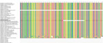 Complete genome analysis of ASFV isolated from wild boar and domestic pig, India, 2021. A 50-nt deletion is observed in the MGF-360–21R gene of the ASFV isolate obtained from a wild boar in Mizoram, India, compared with ASFV isolates derived from domestic pigs in India. Bold isolates are from this study. GenBank accession numbers are provided. ASFV, African swine fever virus.