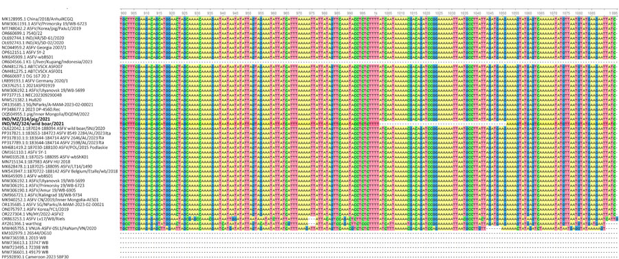Complete genome analysis of ASFV isolated from wild boar and domestic pig, India, 2021. A 50-nt deletion is observed in the MGF-360–21R gene of the ASFV isolate obtained from a wild boar in Mizoram, India, compared with ASFV isolates derived from domestic pigs in India. Bold isolates are from this study. GenBank accession numbers are provided. ASFV, African swine fever virus.