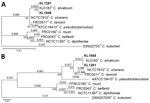Gene phylogenies of isolates from 2 cases of infection by the novel zoonotic species Corynebacterium silvaticum, Germany (isolates KL1281 and KL1848), compared with reference sequences from publicly available type strain sequences of C. diphtheriae complex species and a close relative outgroup (C. kutscheri). A) 16S; B) rpoB. Substitutions per aligned site are indicated above branches and local supporting values at intersections of branches. Scale bars indicate number of substitutions per site.