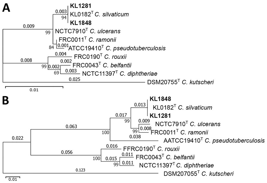 Gene phylogenies of isolates from 2 cases of infection by the novel zoonotic species Corynebacterium silvaticum, Germany (isolates KL1281 and KL1848), compared with reference sequences from publicly available type strain sequences of C. diphtheriae complex species and a close relative outgroup (C. kutscheri). A) 16S; B) rpoB. Substitutions per aligned site are indicated above branches and local supporting values at intersections of branches. Scale bars indicate number of substitutions per site.