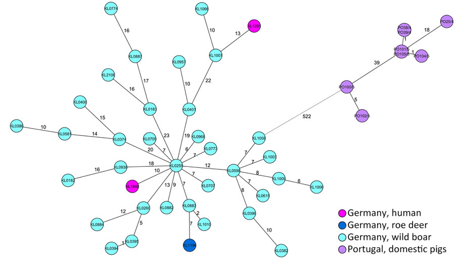Minimum-spanning tree of an ad hoc Corynebacterium silvaticum core-genome multilocus sequence typing scheme of 2012 target loci displaying isolates from 2 cases in Germany (KL1281 and KL1848), and reference sequences. Shown are relationships with 35 animal-derived isolates from Germany and 8 isolates from clade 1 from pigs in Portugal. Allelic distances are indicated at connection lines.