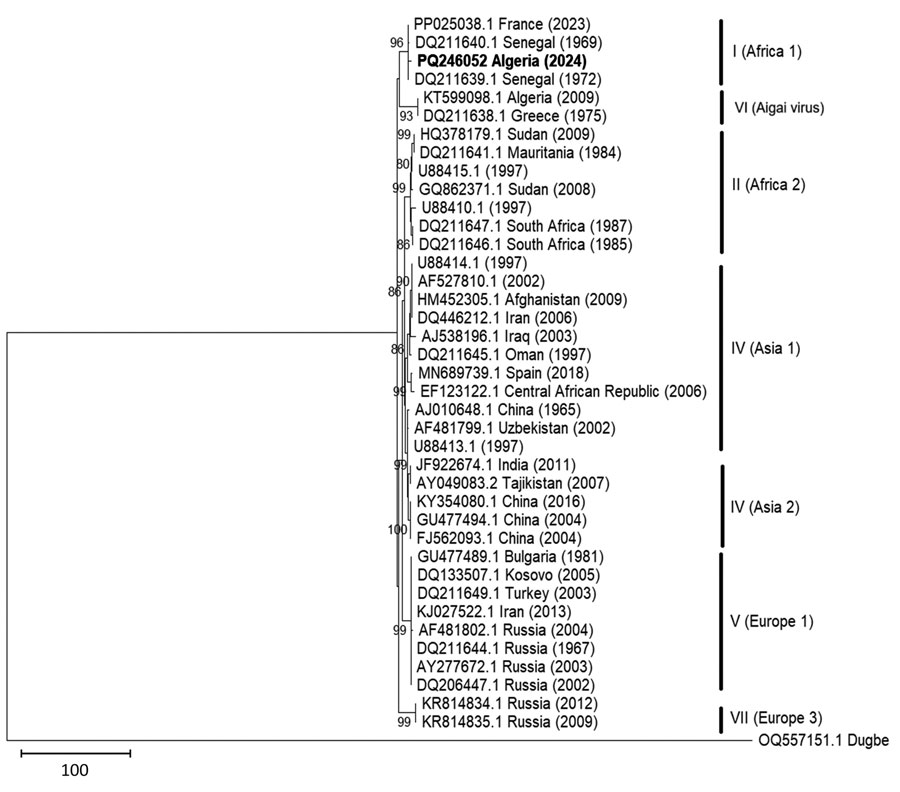 Phylogenetic analysis of the small segment sequence of Crimean-Congo hemorrhagic fever virus Africa 1 lineage detected in ticks collected from camels in southeastern Algeria, 2023. Bold indicates the strain detected in Algeria; other sequences are labeled by GenBank accession number, geographic origin, and sampling year. Only bootstrap values >80 are shown. Scale bar indicates substitutions per site.