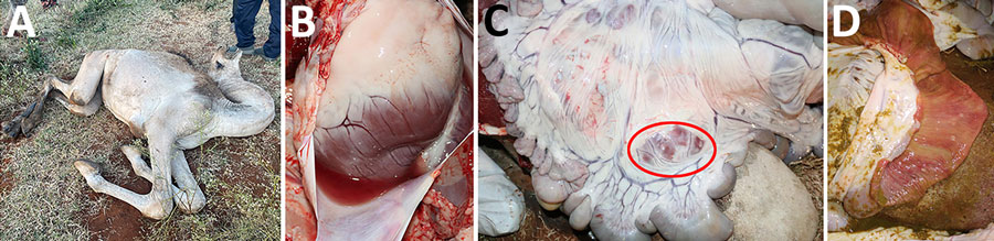 Images of clinical signs of Wesselsbron virus in dromedary camels, Borana Zone, Ethiopia, 2024. A) Recumbency in a calf that died. B–D) Necropsy images of from 2 other camels that died: B) pericardium demonstrating fluid around to the heart (hydropericardium); C) enlarged and congested myenteric lymph nodes (circled in red) in the abdomen; and D) intestine showing edema and congested mucosa.