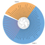 Phylogenetic analysis of Wesselsbron virus (WSLV) in dromedary camels, Borana Zone, Ethiopia, 2024. The maximum-likelihood phylogenetic tree was constructed with 1,000 bootstrap replicates based on 65 partial NS5 gene sequences of WSLV, including the camel-derived WSLV sequences (maximum length 252 bp). The newly identified camel WSLV strains from this study are in red within clade 1.