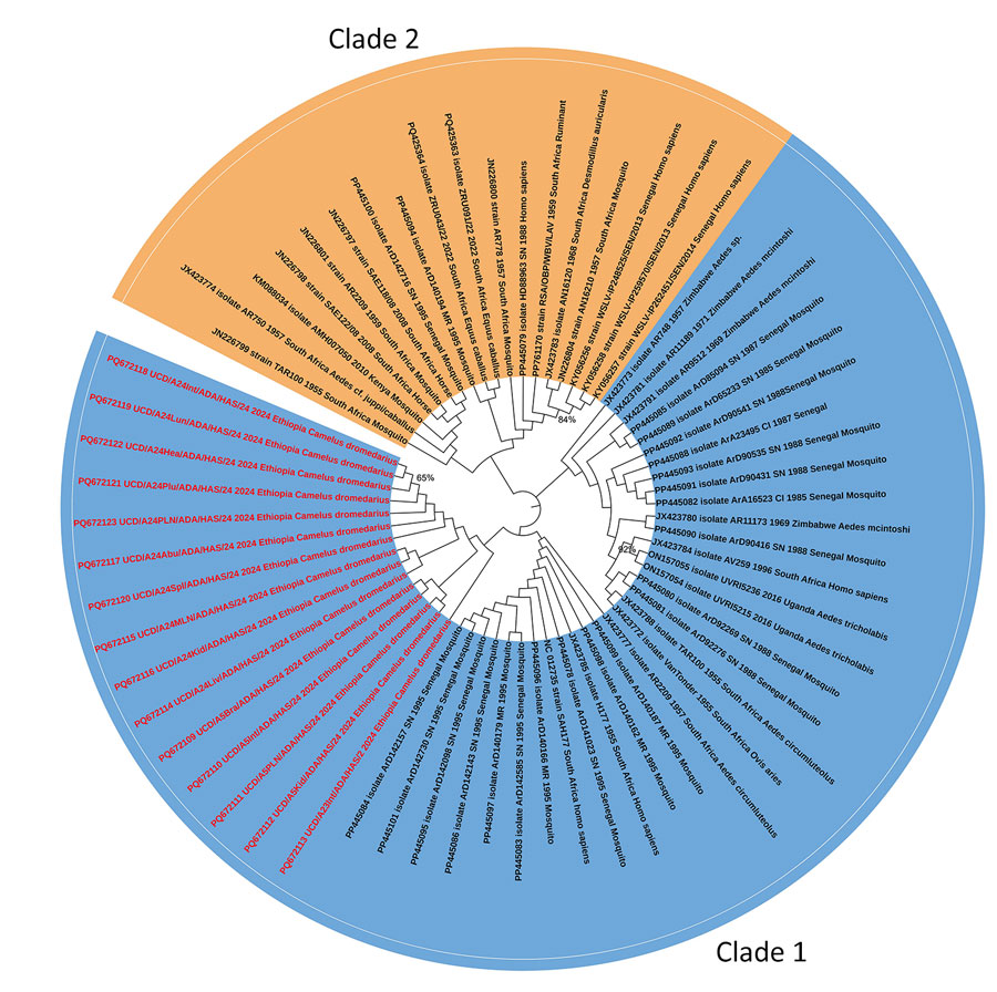 Phylogenetic analysis of Wesselsbron virus (WSLV) in dromedary camels, Borana Zone, Ethiopia, 2024. The maximum-likelihood phylogenetic tree was constructed with 1,000 bootstrap replicates based on 65 partial NS5 gene sequences of WSLV, including the camel-derived WSLV sequences (maximum length 252 bp). The newly identified camel WSLV strains from this study are in red within clade 1.