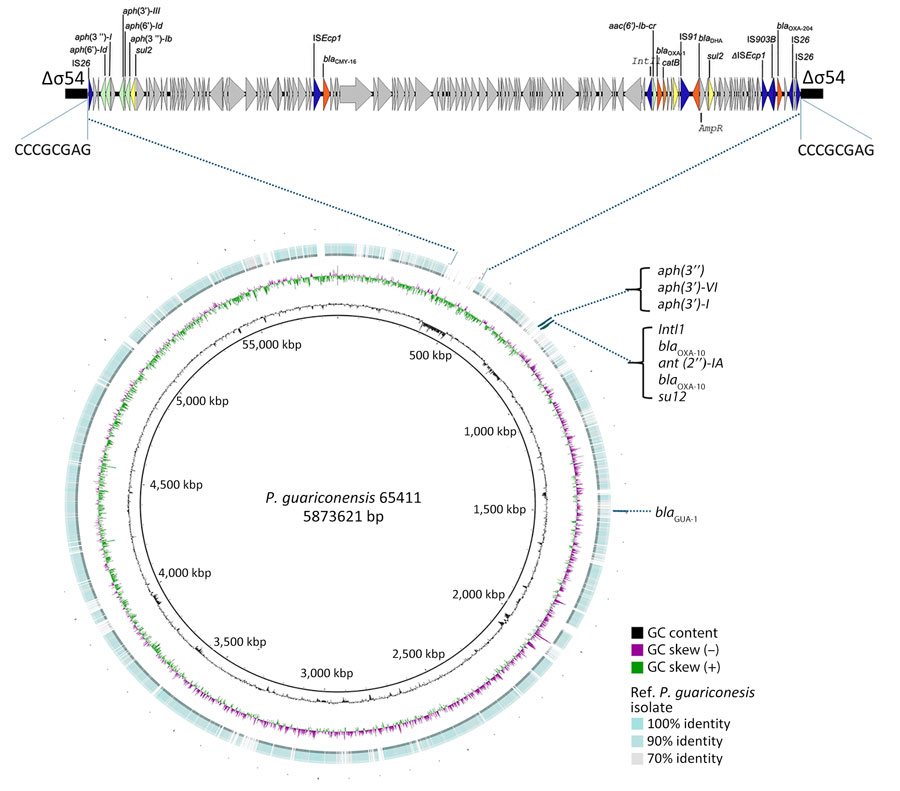 Comparative genomic analysis of OXA-204 carbapenemase-positive Pseudomonas guariconensis isolated from a child in Tunisia, 2023, using P. guariconensis GenBank accession no. GCF_040822035 as the reference genome. The concentric ring represents the BLAST (https://blast.ncbi.nlm.nih.gov) results of the P. guariconensis isolate from this study, 65411, with the reference genome. The color intensity of the outer ring indicates the level of sequence similarity, with darker shades representing higher sequence identity percentages. Gaps in the outer ring indicate very low identity or absence of the region. The magnified segment is the site of the IS26-mediated insertion of a 119-kbp plasmid fragment in the chromosome of P. guariconensis 65411. In the magnified portion, resistance genes and the associated mobile elements likely involved in their mobility are indicated in blue. Genes involved in resistance to β-lactams are indicated in orange (β-lactamases), to aminoglycosides in light green, to chloramphenicol in orange, and to sulfonamides in yellow. GC, guanine-cytosine. Figure created using BRIG software, https://sourceforge.net/projects/brig.