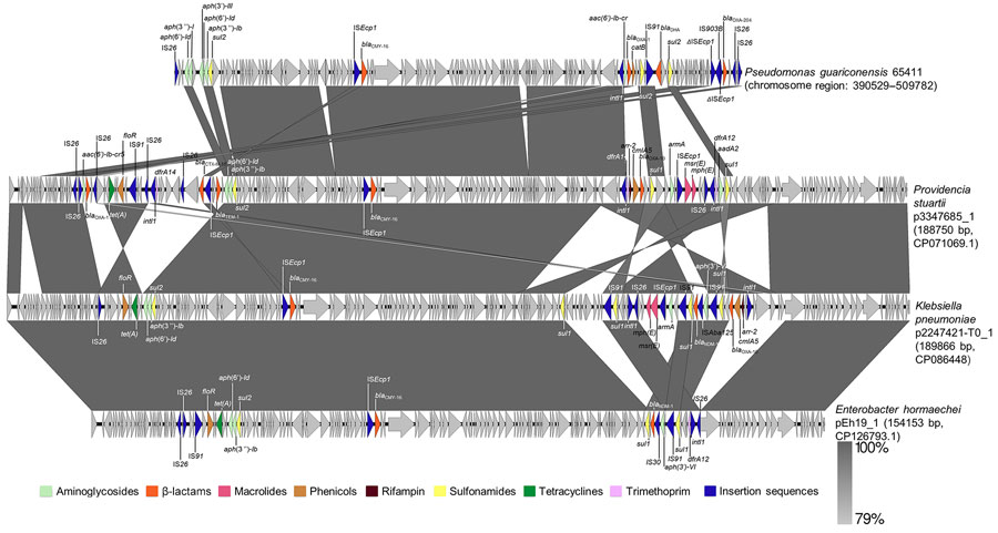Representation of nucleotide alignment between the IS26-mediated transposon in the OXA-204 carbapenemase positive Pseudomonas guariconensis isolated from a child in Tunisia, 2023 (65411), and reference plasmids characterized in Enterobacterales (GenBank accession numbers provided). The matches ranged from 85% to 89% coverage, with 100% nucleotide identity. Arrows indicate genes and their transcription orientations. Open reading frames are colored according to antimicrobial drug family. Image created using Easyfig v.2.2.5 (https://mjsull.github.io/Easyfig).
