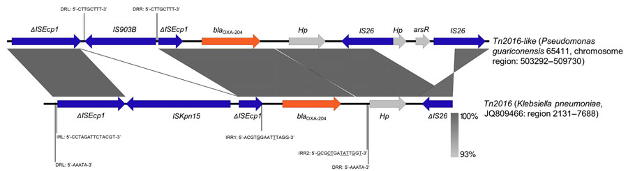 Representation of the nucleotide alignment between the Tn2016-like transposon carrying the blaOXA-204 gene in the OXA-204 carbapenemase positive Pseudomonas guariconensis isolated from a child in Tunisia, 2023 (65411), chromosome region 503292–509730, and the Tn2016 characterized in Klebsiella pneumoniae plasmid p204B (GenBank accession no. JQ809466). Arrows indicate genes and their transcription orientations. DRL, direct repeats left; DRR, direct repeats right; IRL, inverted repeat left; IRR, inverted repeat right; Hp, hypothetical protein. Image created using Easyfig v.2.2.5 (https://mjsull.github.io/Easyfig).