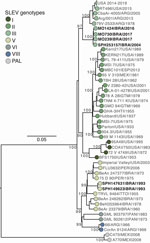 Maximum-likelihood phylogenetic tree in a study of molecular epidemiology of St. Louis encephalitis virus in São Paulo State, Brazil, 2016–2018. Tree shows 219 representative SLEV complete coding sequence genomes, including 3 new genomes generated in this study from Aedes albopictus (MO239), Ae. aegypti (MO1424), and Sabethes chloropterus (MO730) mosquitoes. The tree also includes 3 historical partially sequenced or unsequenced SLEV isolates from São Paulo state: SPAR149623 (Culex sp. mosquito, Santo Antônio de Aracanguá, May 12, 1993), SPAR147631 (Anopheles triannulatus mosquito, Pereira Barreto, March 11, 1993), and SPH253157 (human, São Pedro, January 1, 2004). Tree tips are colored by genotype. Phylogenies are midpoint-rooted for clarity; bootstrap values (1,000 replicates) are shown on major nodes. Scale bar represents nucleotide substitutions per site. GenBank accession numbers for the sequences and detailed information on the collapsed USA clade (genotype III, circulating during 2014–2019) is provided in the Appendix. SLEV, St. Louis encephalitis virus.