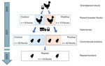Timeline showing the selection of the positive and control breeder flocks for study of Salmonella enterica serovar Muenchen in poultry and humans, Israel, 2020–2023. We sampled commercial broiler flocks that were direct descendants of the positive and control breeder flocks during 2020–2021 and detected Salmonella Muenchen infection. We resampled a subset of the barns housing new broiler flocks during 2023 (repeat broilers).