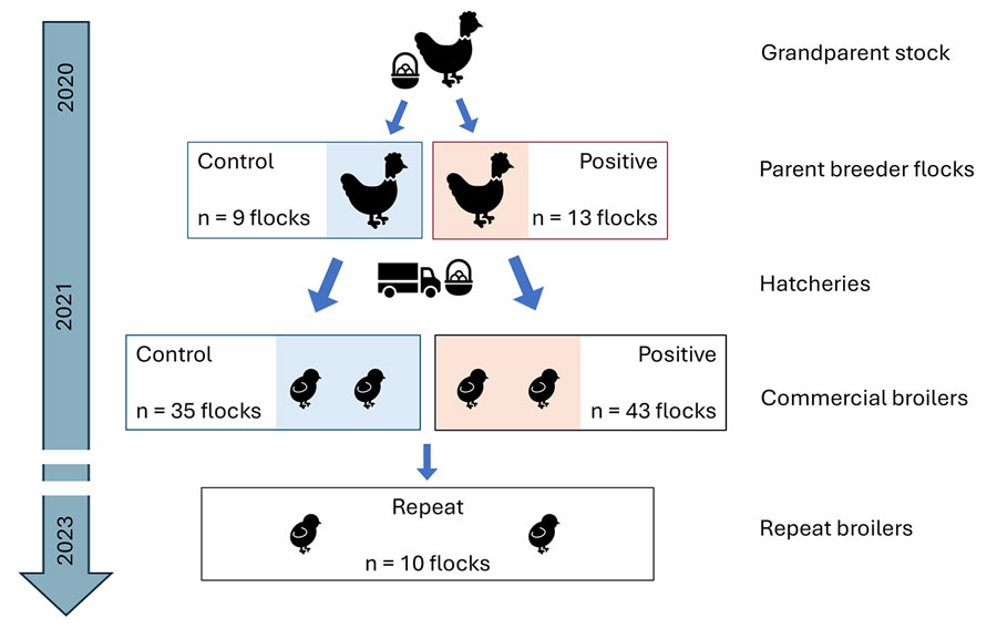 Timeline showing the selection of the positive and control breeder flocks for study of Salmonella enterica serovar Muenchen in poultry and humans, Israel, 2020–2023. We sampled commercial broiler flocks that were direct descendants of the positive and control breeder flocks during 2020–2021 and detected Salmonella Muenchen infection. We resampled a subset of the barns housing new broiler flocks during 2023 (repeat broilers).