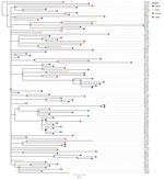 Maximum-likelihood tree reconstructed using whole-genome sequences of Salmonella enterica serovar Muenchen isolates collected from broilers (n = 60), layers (n = 9), food products of poultry origin (whole chicken carcasses sampled in poultry slaughterhouses; n = 9), and humans (n = 21) in study of Salmonella Muenchen in poultry and humans, Israel, June 2020–January 2022. We used a hybrid assembly of Salmonella Muenchen sequence type 82 (Br19) as a reference genome and used Salmonella Muenchen sequence type 112 (National Center for Biotechnology Information Sequence Read Archive accession no. SRR6222324) to root the tree (not shown). The analysis included 1,227 single-nucleotide polymorphisms (SNPs) in the alignment (0–69 pairwise SNPs, median 31). Because isolates Hu19 and Br35 were duplicates of isolate Br16, we removed them from the analysis. Tip colors indicate sector. Asterisks (*) indicate nodes with >70% bootstrap support. Additional data (Appendix 1 Figure 2) include a heatmap and show the presence of acquired antimicrobial resistance genes and point mutations and indicate the isolates in which antimicrobial sensitivity was tested in vitro and the presence of a pESI genetic marker, hyp_pESI, and plasmid replicons. Scale bar represents SNP difference.