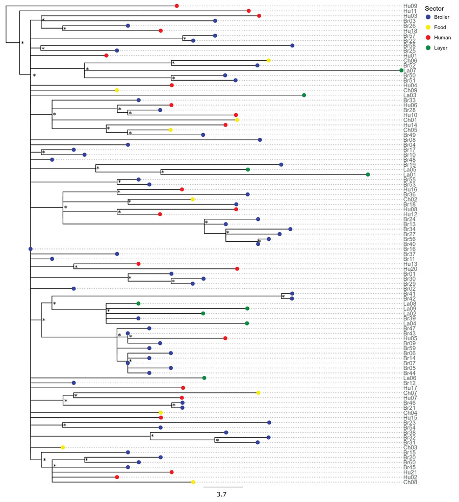 Maximum-likelihood tree reconstructed using whole-genome sequences of Salmonella enterica serovar Muenchen isolates collected from broilers (n = 60), layers (n = 9), food products of poultry origin (whole chicken carcasses sampled in poultry slaughterhouses; n = 9), and humans (n = 21) in study of Salmonella Muenchen in poultry and humans, Israel, June 2020–January 2022. We used a hybrid assembly of Salmonella Muenchen sequence type 82 (Br19) as a reference genome and used Salmonella Muenchen sequence type 112 (National Center for Biotechnology Information Sequence Read Archive accession no. SRR6222324) to root the tree (not shown). The analysis included 1,227 single-nucleotide polymorphisms (SNPs) in the alignment (0–69 pairwise SNPs, median 31). Because isolates Hu19 and Br35 were duplicates of isolate Br16, we removed them from the analysis. Tip colors indicate sector. Asterisks (*) indicate nodes with >70% bootstrap support. Additional data (Appendix 1 Figure 2) include a heatmap and show the presence of acquired antimicrobial resistance genes and point mutations and indicate the isolates in which antimicrobial sensitivity was tested in vitro and the presence of a pESI genetic marker, hyp_pESI, and plasmid replicons. Scale bar represents SNP difference.
