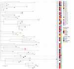 Maximum-likelihood tree reconstructed using whole-genome sequences of Salmonella enterica serovar Muenchen isolates collected from the various stages of the broiler production industry in study of Salmonella Muenchen in poultry and humans, Israel, June 2020–June 2023. We used a hybrid assembly of Salmonella Muenchen sequence type 82 (Br19) strain as a reference genome and used Salmonella Muenchen sequence type112 (National Center for Biotechnology Information Sequence Read Archive accession no. SRR6222324) to root the tree (not shown). The analysis included 874 single-nucleotide polymorphisms (SNPs) in the alignment (0–61 pairwise SNPs, median 30). Tip colors indicate the commercial broiler farm either where barns were tested (in the case of broiler samples), or the commercial broiler farm to which the breeder flock supplied (breeder samples). Asterisks (*) indicate nodes with >70% bootstrap support. Column 1 indicates data for the breeder group to which the broiler flocks were related (positive or control/negative). We labeled hatcheries and grandparent flocks as mixed if they received/supplied chicks from/to both positive and control heavy breeder farms. Column 2 indicates data for the production stage from which the sample was collected. Scale bar represents SNP difference.