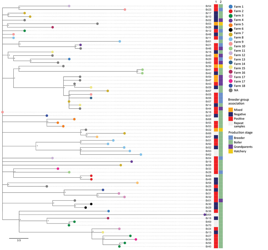 Maximum-likelihood tree reconstructed using whole-genome sequences of Salmonella enterica serovar Muenchen isolates collected from the various stages of the broiler production industry in study of Salmonella Muenchen in poultry and humans, Israel, June 2020–June 2023. We used a hybrid assembly of Salmonella Muenchen sequence type 82 (Br19) strain as a reference genome and used Salmonella Muenchen sequence type112 (National Center for Biotechnology Information Sequence Read Archive accession no. SRR6222324) to root the tree (not shown). The analysis included 874 single-nucleotide polymorphisms (SNPs) in the alignment (0–61 pairwise SNPs, median 30). Tip colors indicate the commercial broiler farm either where barns were tested (in the case of broiler samples), or the commercial broiler farm to which the breeder flock supplied (breeder samples). Asterisks (*) indicate nodes with >70% bootstrap support. Column 1 indicates data for the breeder group to which the broiler flocks were related (positive or control/negative). We labeled hatcheries and grandparent flocks as mixed if they received/supplied chicks from/to both positive and control heavy breeder farms. Column 2 indicates data for the production stage from which the sample was collected. Scale bar represents SNP difference.