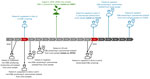 Timeline showing history of isolate collection in detection of ESBL-producing Klebsiella pneumoniae in human and food samples, Switzerland, 2018–2019. Bold font indicates isolates in the Basel cluster. Clinical ESBL-producing K. pneumoniae sequence type 14 isolates were collected from patient A (isolate no. P0745) in May 2018 and from patient B (isolate no. P1134) in January 2019. Both patients were treated at the University Hospital Basel (Basel, Switzerland) but at different times and in different clinics (Appendix). Isolates P1134 and P0745 formed a mixed-cluster of ESBL-producing K. pneumoniae isolates with food isolate (F0067), which was collected from alfalfa cress in August 2018. Months with overlapping visits or stays between both patients are depicted in red, and reference numbers of different clinics are provided to assess spatial proximity. ED, emergency department; ESBL, extended-spectrum β-lactamase.