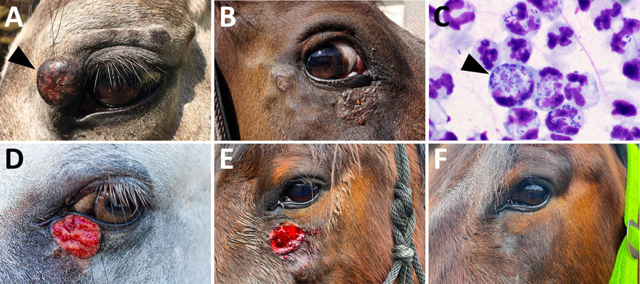 Cutaneous lesions during initial clinical examination and detection of Leishmania amastigotes from study of autochthonous Leishmania (Mundinia) martiniquensis infections in horses, Czech Republic and Austria, 2019–2023. A) Periorbital nodular lesions from case 1 (L. martiniquensis was cultured from a fine needle aspiration biopsy of the largest lesion, indicated by arrowhead); B) periorbital lesions in case 2; C) Leishmania amastigotes (indicated by arrowhead) in a stained smear from sample from case 1; D) lower eyelid lesion in case 3; E) facial lesions in case 4 at the time of Leishmania detection; F) photograph of case 4 horse showing no recurrence 27 months later.