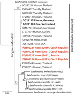 Phylogenetic analysis of isolates from study of autochthonous Leishmania (Mundinia) martiniquensis infections in horses, Czech Republic and Austria, 2019–2023. Analysis of the internal transcribed spacer 1 sequences was conducted using a maximum-likelihood tree with L. infantum as an outgroup; GenBank accession numbers precede the host and locality description. Red bold text indicates cases from this study. Black bold text indicates XXX. Node support values were derived through bootstrapping with 1,000 replicates. Scale bar indicates number of nucleotide substitutions per site.