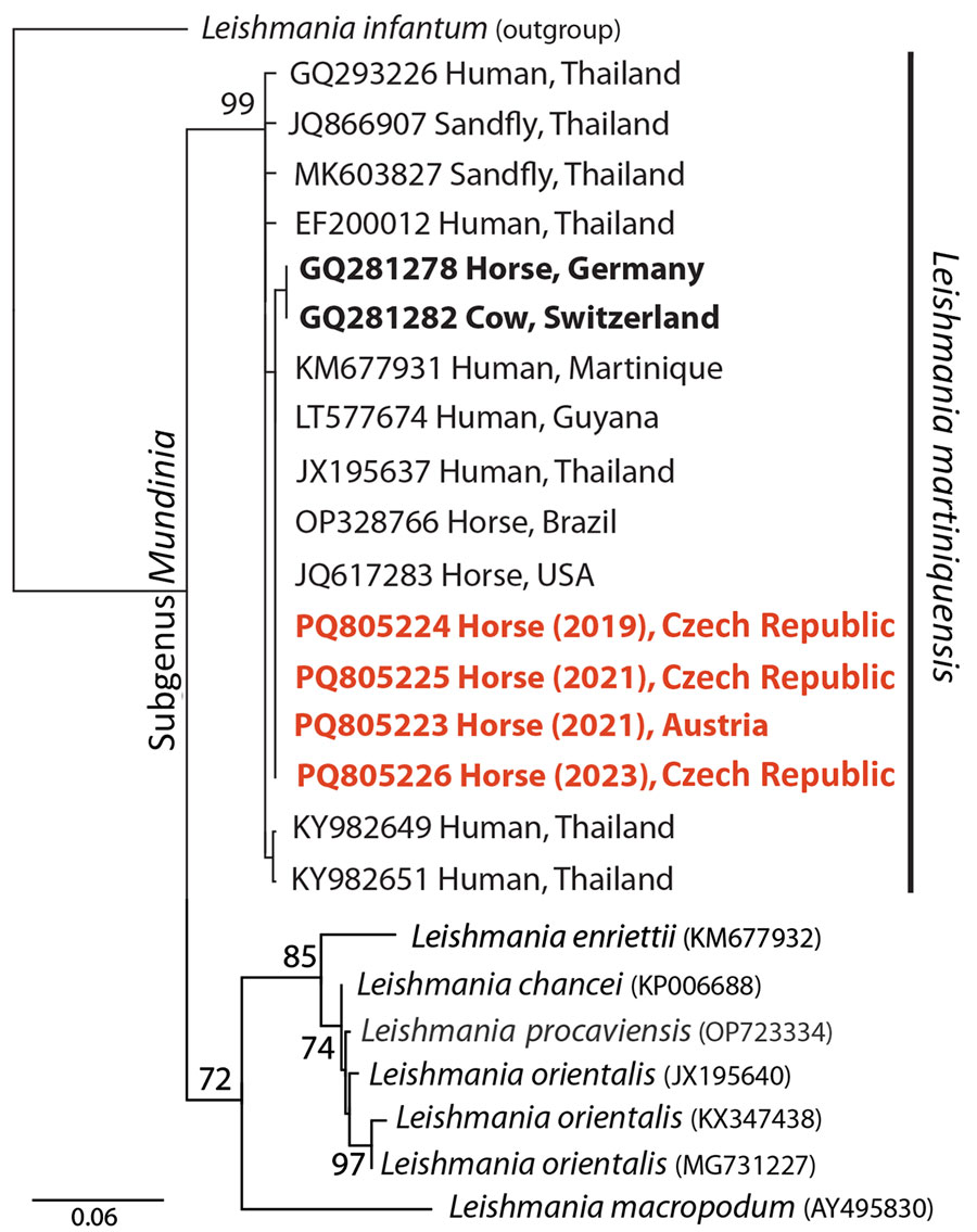 Phylogenetic analysis of isolates from study of autochthonous Leishmania (Mundinia) martiniquensis infections in horses, Czech Republic and Austria, 2019–2023. Analysis of the internal transcribed spacer 1 sequences was conducted using a maximum-likelihood tree with L. infantum as an outgroup; GenBank accession numbers precede the host and locality description. Red bold text indicates cases from this study. Black bold text indicates XXX. Node support values were derived through bootstrapping with 1,000 replicates. Scale bar indicates number of nucleotide substitutions per site.