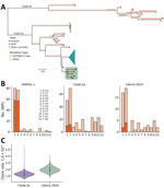 Sequencing characteristics of monkeypox virus clade IIa infections, Liberia, 2023–2024. A) Ancestral state reconstruction of the clade II phylogeny comparing the 5 new sequences against all publicly available clade IIa genomes (n = 27) and a subset of clade IIb sequences for context (n = 7), including hMPXV-1. Mutations are annotated along each branch with circles colored by whether it is an APOBEC3-like signature (TC→TT and GA→AA; dark orange) or whether it is another mutation type (light orange). Branch tips show circles colored by host (human, dark blue; NHP, turquoise; other, yellow). The sequences generated from this study are displayed in the green box. A large clade from Côte d'Ivoire NHPs is collapsed (turquoise funnel). Ultrafast bootstrap support is indicated only at nodes for which support <0.75. B) Number of APOBEC3-like SNPs of all mutations for subclade hMPXV-1, prior clade IIa sequences, and the new clade IIa found in Liberia. C) Comparison of the evolutionary clock rate of the prior clade IIa and new Liberian clade IIa sequences estimated under the local clock model. APOBEC3, apolipoprotein B mRNA editing enzyme catalytic subunit 3; hMPXV-1, sustained human monkeypox virus outbreak; NHP, nonhuman primate; SNP, single-nucleotide polymorphism.