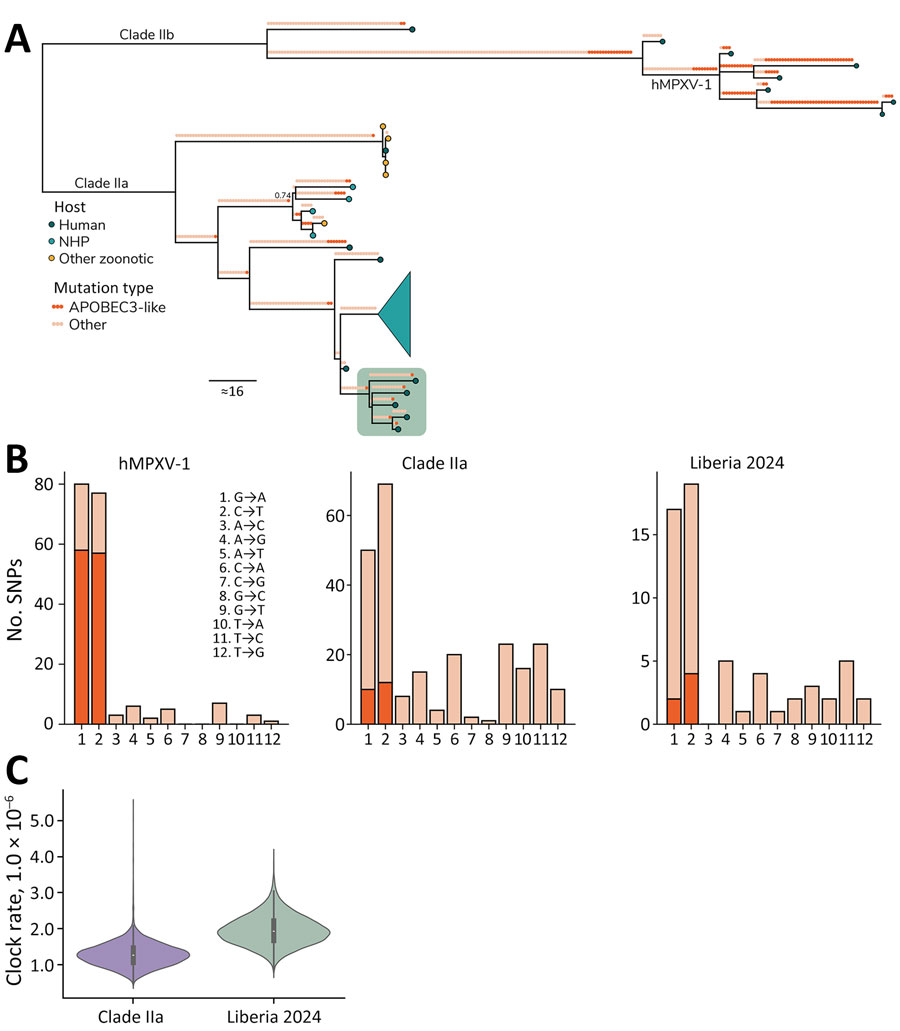 Sequencing characteristics of monkeypox virus clade IIa infections, Liberia, 2023–2024. A) Ancestral state reconstruction of the clade II phylogeny comparing the 5 new sequences against all publicly available clade IIa genomes (n = 27) and a subset of clade IIb sequences for context (n = 7), including hMPXV-1. Mutations are annotated along each branch with circles colored by whether it is an APOBEC3-like signature (TC→TT and GA→AA; dark orange) or whether it is another mutation type (light orange). Branch tips show circles colored by host (human, dark blue; NHP, turquoise; other, yellow). The sequences generated from this study are displayed in the green box. A large clade from Côte d'Ivoire NHPs is collapsed (turquoise funnel). Ultrafast bootstrap support is indicated only at nodes for which support <0.75. B) Number of APOBEC3-like SNPs of all mutations for subclade hMPXV-1, prior clade IIa sequences, and the new clade IIa found in Liberia. C) Comparison of the evolutionary clock rate of the prior clade IIa and new Liberian clade IIa sequences estimated under the local clock model. APOBEC3, apolipoprotein B mRNA editing enzyme catalytic subunit 3; hMPXV-1, sustained human monkeypox virus outbreak; NHP, nonhuman primate; SNP, single-nucleotide polymorphism.