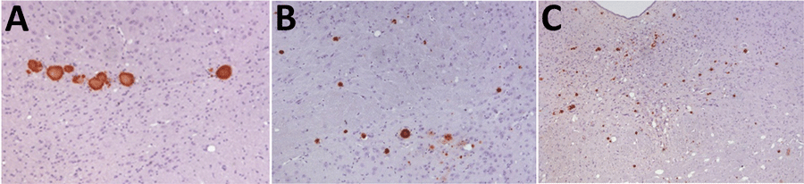 Immunohistochemistry results of brain tissue in study of propagation of classical scrapie prions. Images are of tissue specimens from K222-Tg516 mice inoculated with F10 goat scrapie isolate at second passage. Results are visualized using the Sha31 monoclonal antibody. A) Thalamus specimen. B) Hippocampus specimen. C) Midbrain specimen.