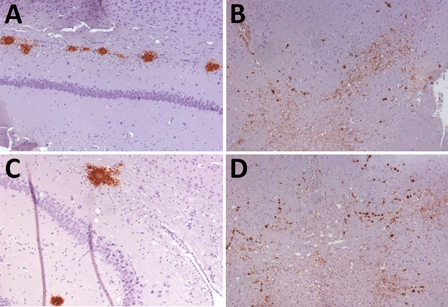 Immunohistochemistry results of brain tissues in study of propagation of classical scrapie prions. Images are of tissue specimens from K222-Tg516 mice inoculated with CP060146/K222 goat isolate. Results are visualized using the Sha31 monoclonal antibody. A) Hippocampus specimen tested at first passage. B) Midbrain specimen tested at first passage. C) Hippocampus specimen tested at second passage. D) Midbrain specimen tested at second passage.