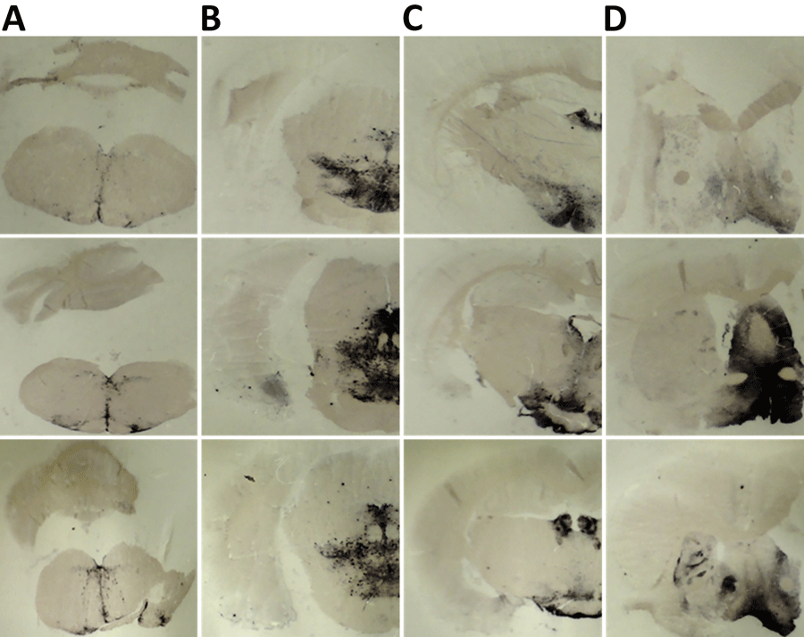Paraffin-embedded tissue blotting results of brain tissues in study of propagation of classical scrapie prions. Images are of brain specimens from 3 distinct K222-Tg516 mice inoculated with CP060146/K222 goat isolate. Results are visualized with the Sha31 monoclonal antibody. A) Cerebellum specimens. B) Thalamus specimens. C) Hippocampus specimens. D) Cerebral cortex specimens. Proteinase K–resistant prion protein is visible as dark staining in similar brain regions in the 3 mice. 