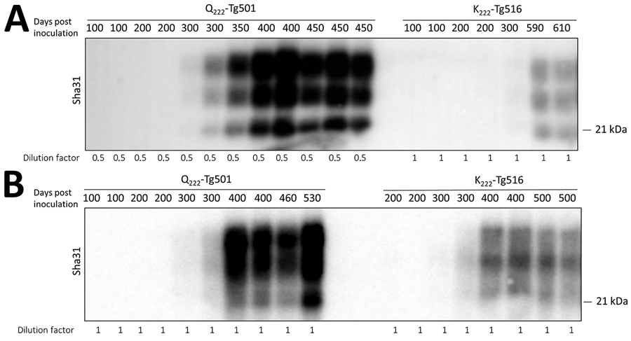 Kinetic studies of proteinase K–resistant prion protein (PrPres) detection in K222-Tg516 and Q222-Tg501 homozygous mice inoculated with classical scrapie in study of propagation of classical scrapie prions. Brain PrPres from mice euthanized at various time points postinoculation were analyzed by Western blotting and visualized using the Sha31 monoclonal antibody. A) Q222-Tg501 and K222-Tg516 mice inoculated with the CP060146 classical scrapie isolate adapted to the K222 cellular prion protein (PrPC) context (CP060146/K222-goat). B) Q222-Tg501 and K222-Tg516 mice inoculated with the F10 classical scrapie isolate adapted to the K222-PrPC context (F10/K222-Tg516). Molecular weight markers are indicated on the right side of each band.
