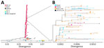 Phylogenetic analysis of complete genome sequences confirming highly pathogenic avian influenza A(H5N1) virus genotype B3.13 isolated from cat urine after raw milk ingestion, United States. A) Tree showing broader phylogeny of H5N1 virus genotypes; B) tree showing closer examination of the virus from the cat urine (sample no. 297271-24) and closely related virus sequences.