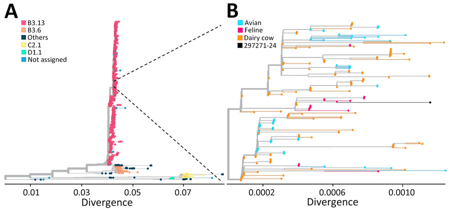 Phylogenetic analysis of complete genome sequences confirming highly pathogenic avian influenza A(H5N1) virus genotype B3.13 isolated from cat urine after raw milk ingestion, United States. A) Tree showing broader phylogeny of H5N1 virus genotypes; B) tree showing closer examination of the virus from the cat urine (sample no. 297271-24) and closely related virus sequences.