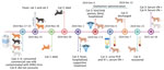 Timeline of events in domestic cats after exposure to highly pathogenic avian influenza A(H5N1) virus through consuming commercial raw milk contaminated with the virus, United States. Cats 1 and 2 died 10–12 days after initial exposure. Cat 3 showed characteristic clinical signs of H5N1 virus infection, was hospitalized and received supportive care including antiviral treatment (oseltamivir), and recovered from infection. Cat 4 did not consume milk and remained healthy throughout the outbreak. Figure created using BioRender (https://www.biorender.com). VI, virus isolation; VN, virus neutralization.