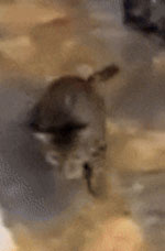 Physical signs in cat infected by highly pathogenic avian influenza A(H5N1) virus after consuming contaminated raw milk, United States. Video shows cat 3 displaying hind end paresis, 2 weeks after milk consumption. The cat survived the infection.
