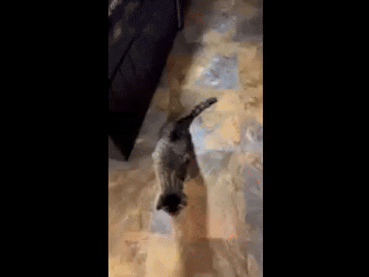 Physical signs in cat infected by highly pathogenic avian influenza A(H5N1) virus after consuming contaminated raw milk, United States. Video shows cat 3 displaying hind end paresis, 2 weeks after milk consumption. The cat survived the infection.