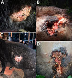 Myiasis in cases of New World screwworm infestation in wild mountain tapirs, Central Andes Mountains, Colombia. Myiasis and active larvae can be seen in large, 8–10-cm wounds on left side of adult male tapir (A, C) and on right hindquarters of adult female tapir (B, D). Both tapirs were in the Ucumari Regional Natural Park, Risaralda, Colombia. We retrieved 2 larvae from the female tapir’s wound and placed in a box until they pupated; after 12 days they emerged as adults (both male) (Appendix Figure 1), which we stored in 96% ethyl alcohol. We collected 20 larvae from the male tapir and stored in 70% ethyl alcohol.   