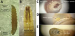 Cochlyiomia hominivorax larvae collected from a case of New World screwworm infestation in wild mountain tapir, Central Andes Mountains, Colombia. The larvae were collected from a male tapir and depict features used for taxonomic identification. A) Full larva, showing morphologic features; original magnification ×5. B) First thoracic section, demonstrating pigmented dorsal tracheal trunks; original magnification ×10. C) Posterior spiracles and anal tubercle; original magnification ×25. D) Anterior spiracle; original magnification ×25. E) Oral hooks from first thoracic segment; original magnification ×25. Photographs were taken at the Laboratorio de Parasitología Veterinaria, Universidad Nacional de Colombia, by using an SZX12 stereomicroscope (Olympus, https://www.olympus-lifescience.com).