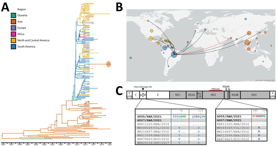 Phylogenetic analysis of Zika viruses (ZIKV) identified in a study of co-circulation of dengue and South American–origin Zika viruses, Pakistan, 2021–2022. A) BEAST (https://beast.community/index.html) time-aware maximum clade credibility tree describing inferred genetic lineage of global Asian-lineage ZIKV, colored by observed and estimated geographic origin. Branch backbones are colored when called with >80% confidence by Augur. Two newly described viruses from Pakistan are circled in orange, with the closest observed ancestors derived from circulating South American ZIKV. Open circles indicate posterior probability >0.9, solid dots 0.8–0.9. B) Phylogeographic map illustrating inferred international ZIKV transmission events originating in Brazil from viruses included in panel A. Map was visualized by inferred origin and transmission using Auspice (https://docs.nextstrain.org/projects/auspice/en/stable/index.html). Circle size is relative to the number of included viruses from the country and colored by continent. Red line highlights the inferred Brazil to Pakistan incursion. C) ZIKV sequences selected from the same clade and subclade as Pakistan-origin viruses aligned to G005/PAK/2021. Identical amino acid residues are shown as dots. We identified 2 changes in prM, T74A and S109P (left), and 1 in NS3, K587R (right). G005/PAK/2021 corresponds to patient E; G007/PAK/2021 corresponds to patient F. NS, nonstructural; UTR, untranslated region.
